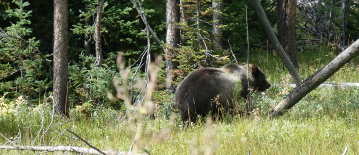 Bear warnings in Grand Teton National Park, USA