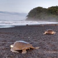 Sea turtles in Costa Rica