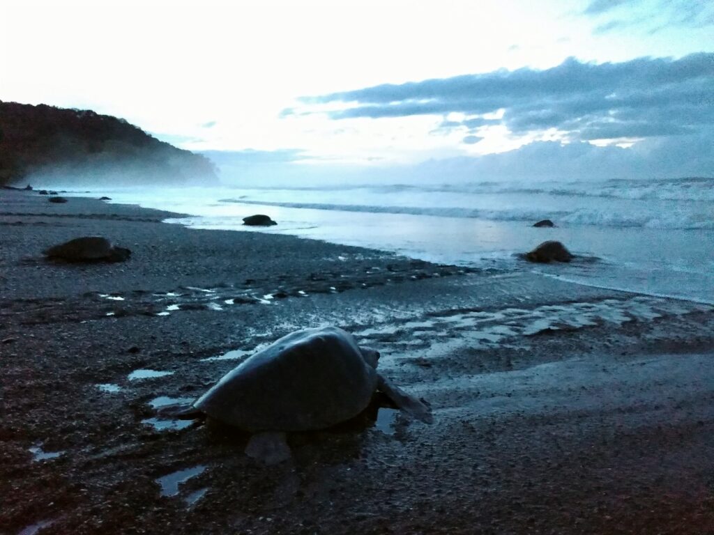 Sea turtle arribada in Costa Rica